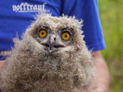 Gemeinsame Uhu-Beringung im Lenninger Tal